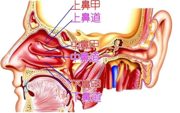 為什麼一躺下就鼻塞？是什麼原因造成？該怎麼解決或處理？