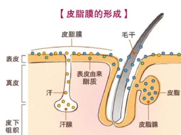 臉上經常出油 導致粉刺、青春痘一直長，該怎麼辦？