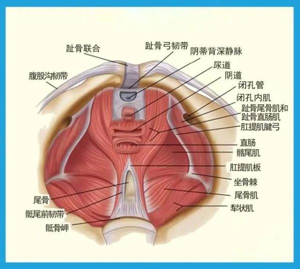 提肛運動對男生、女生有什麼好處？該怎麼做才正確？