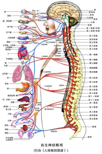 常識》有些人在會考時的關鍵時刻會肚子痛或拉肚子  不一定是吃壞東西