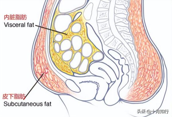 腹部脂肪堆積的原因？如何減掉腹部脂肪？