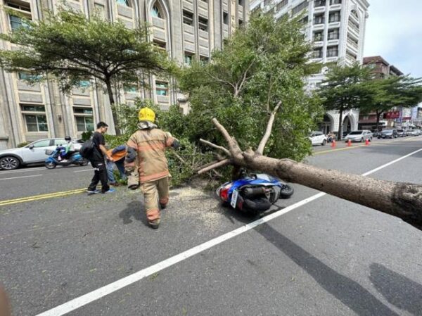 (影)「隱形炸彈」？3年前曾壓死人    台南路樹再度無預警倒下差砸中騎士頭部