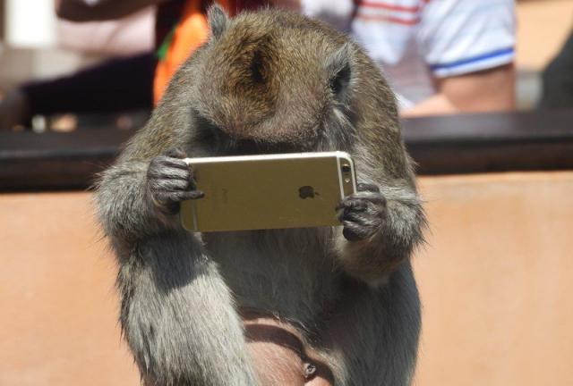 (影)新竹動物園馬來猴撿到手機 當起「低頭族」的過程都被拍下來