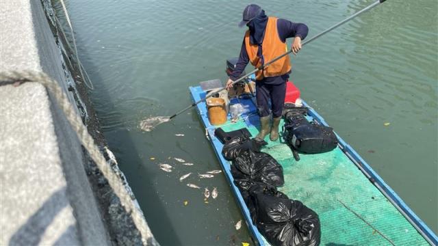 台南運河發現大量死魚 浮出魚屍達200公斤