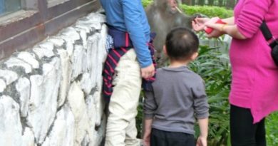 壞示範！母帶孩子高雄鼓山餵猴子吃薯條 網轟：被攻擊又要喊國賠