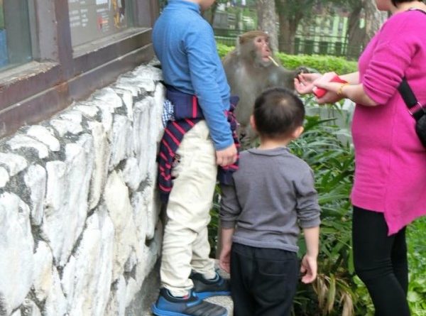壞示範！母帶孩子高雄鼓山餵猴子吃薯條 網轟：被攻擊又要喊國賠
