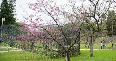 新竹公園賞櫻一日遊，物超所值的文青、親子粉紅遊程最療癒