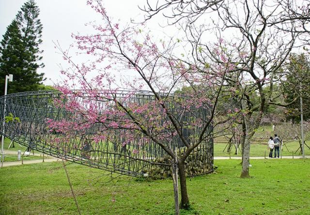 新竹公園賞櫻一日遊，物超所值的文青、親子粉紅遊程最療癒