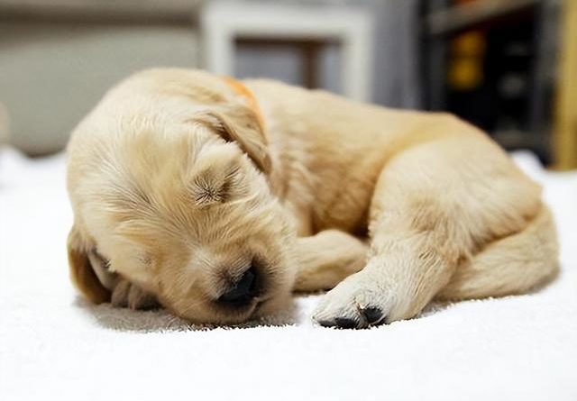 狗狗「睡姿」代表不同的特質，你了解嗎？